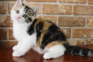スコティッシュフォールド【耳立ち・殆ど流通しない日本猫風の三毛】