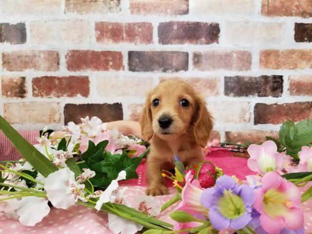 カニンヘンダックスフンド