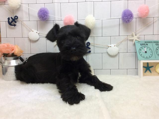 ミニチュアシュナウザー