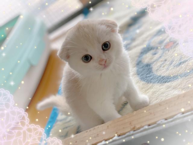 スコティッシュフォールド折れ耳