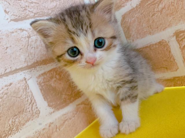 スコティッシュフォールド立ち耳