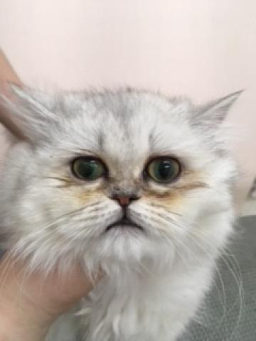 ディスワン相模大野店 神奈川県 子犬や子猫たちのペット販売情報が満載 ペットステーション