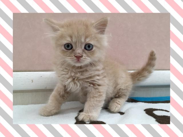 ブリティッシュショートヘア