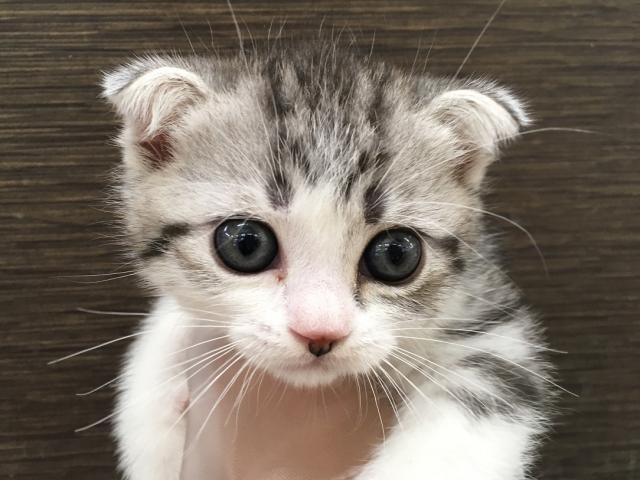 スコティッシュフォールド
