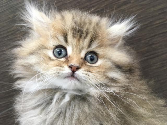ペルシャ・ヒマラヤン