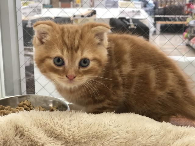 スコティッシュフォールド