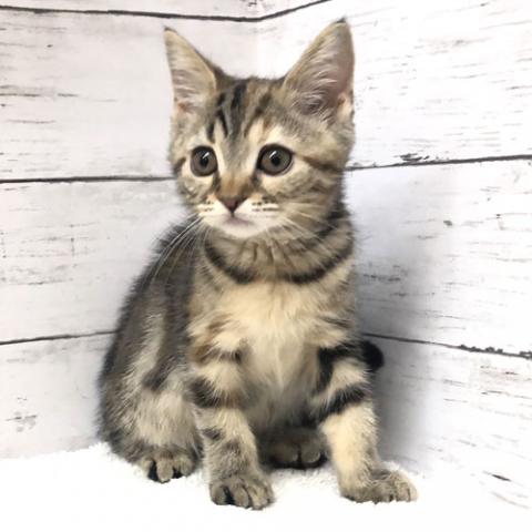 アメリカンショートヘアー