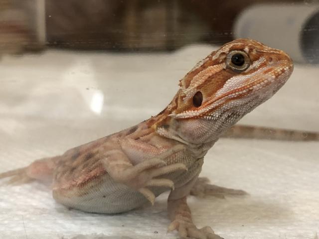 フトアゴヒゲトカゲ