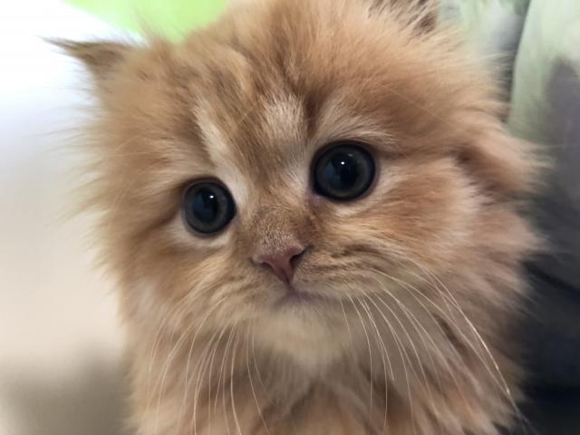 ミヌエット(旧ナポレオン)