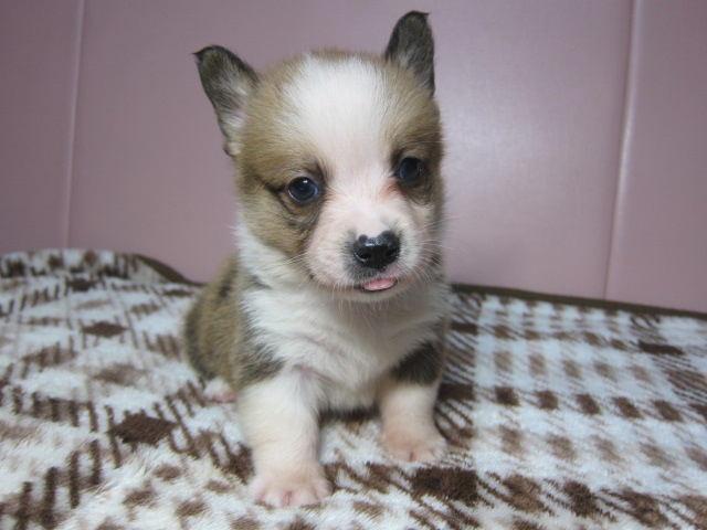 ウェルシュコーギーペンブローク