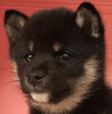 ❤️極上の黒豆ちゃん❤️小さめの豆ちゃん💕お探しの方は必見です💕20%割引後の価格472,000円💕
