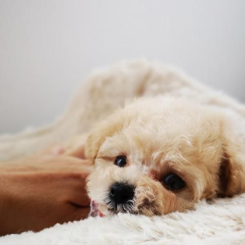 ティーカッププードル