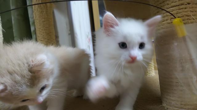 ノルウェージャンフォレストキャット