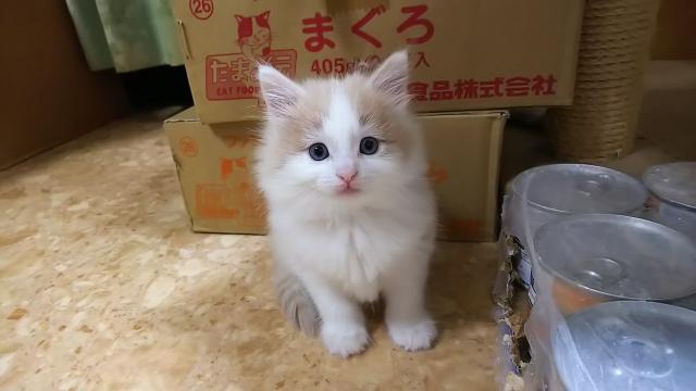 ノルウェージャンフォレストキャット