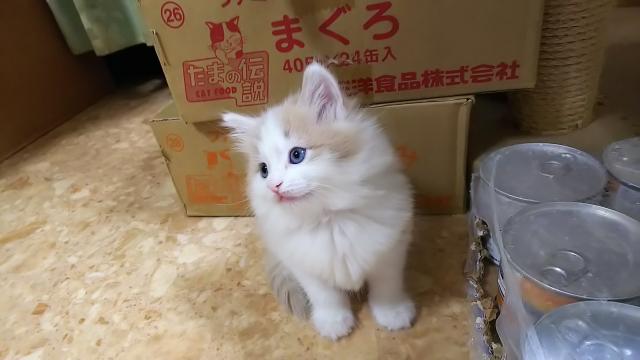 ノルウェージャンフォレストキャット