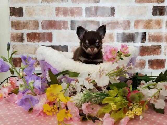 チワワ(ロングコート)