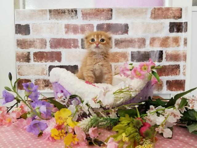 スコティッシュフォールド