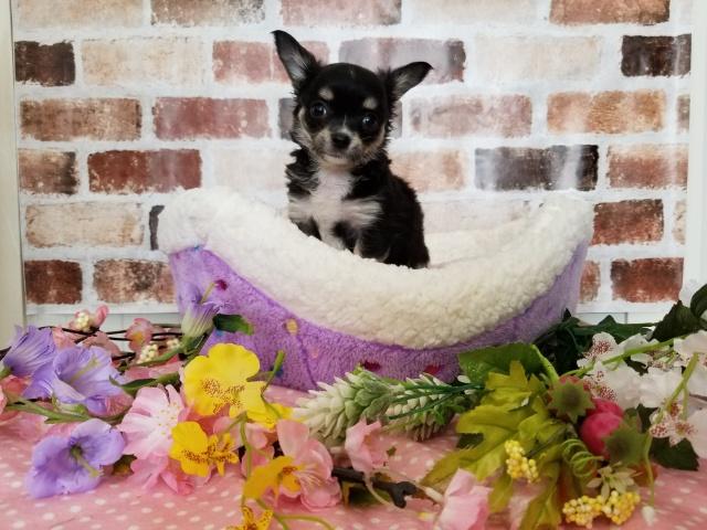 チワワ（ロングコート）