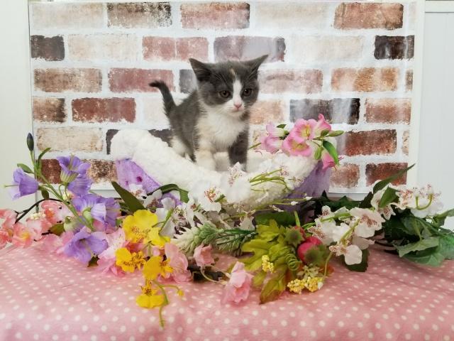 スコティッシュフォールド