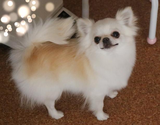 チワワ(ロングコート)