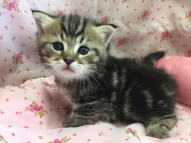 ミヌエット(旧ナポレオン)