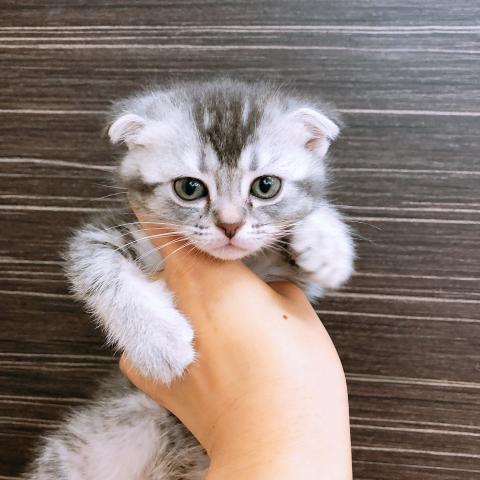 スコティッシュフォールド