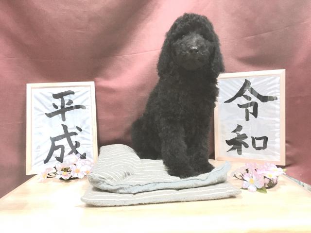 スタンダードプードル