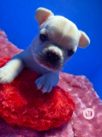 フレンチブルドッグ