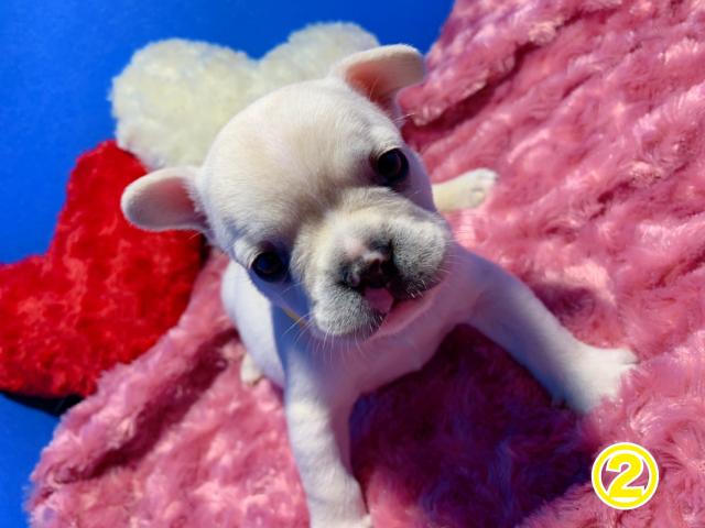 フレンチブルドッグ