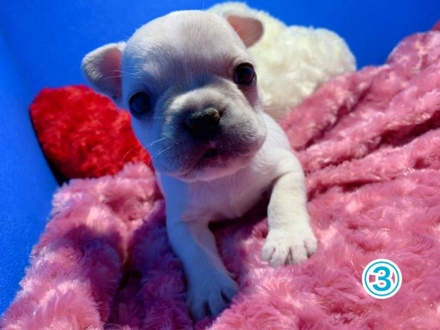 フレンチブルドッグ