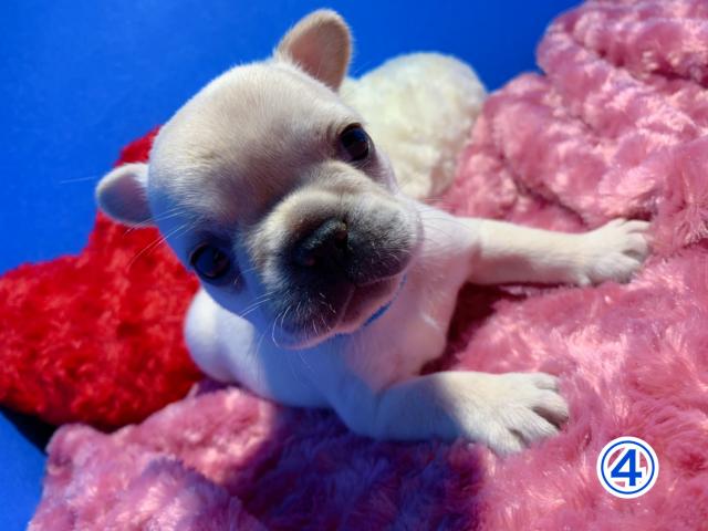 フレンチブルドッグ