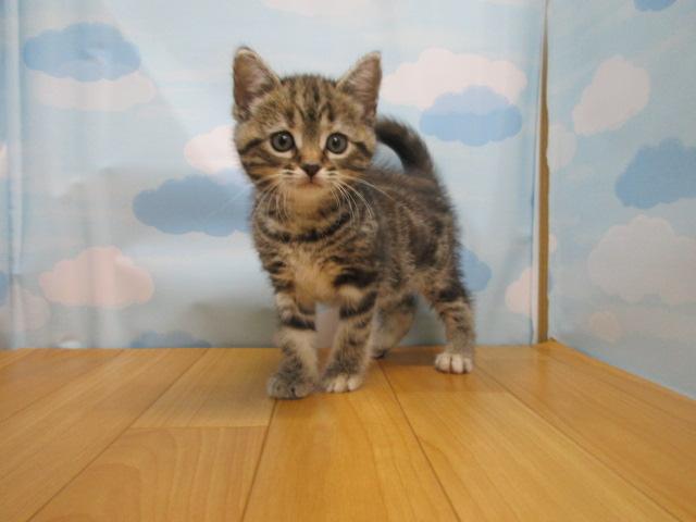 アメリカンショートヘアー