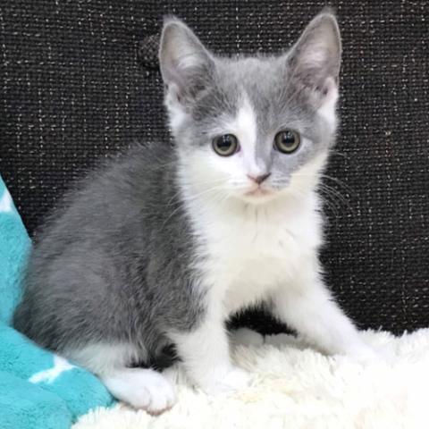 ブリティッシュショートヘア