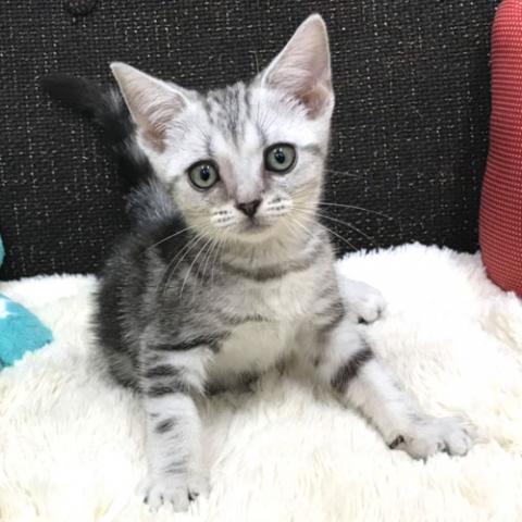 スコティッシュフォールド