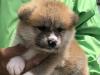 秋田犬