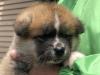 秋田犬