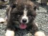 秋田犬