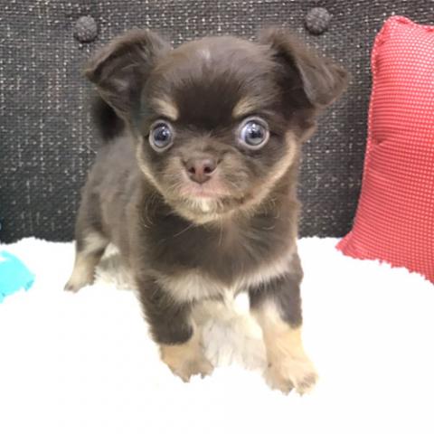 チワワ（ロングコート）