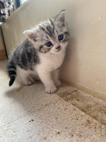 スコティッシュフォールド