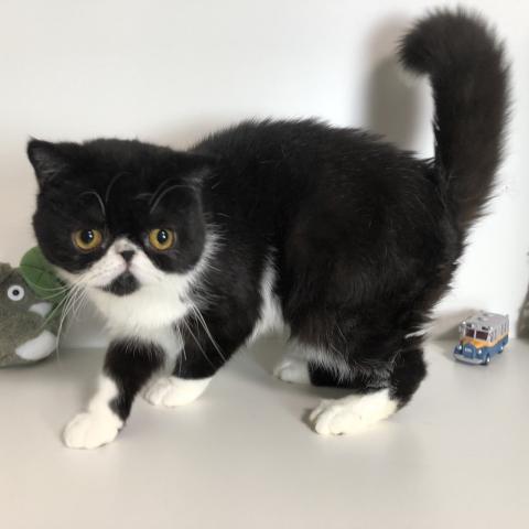 エキゾチックショートヘアー