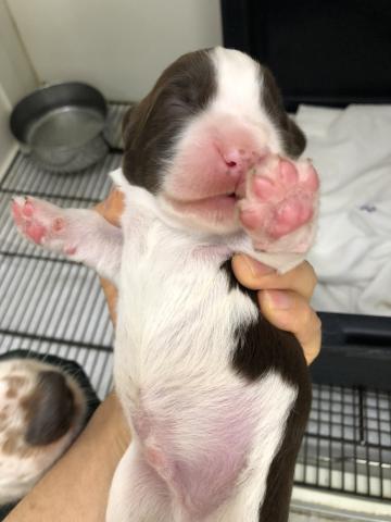 イングリッシュスプリンガースパニエル