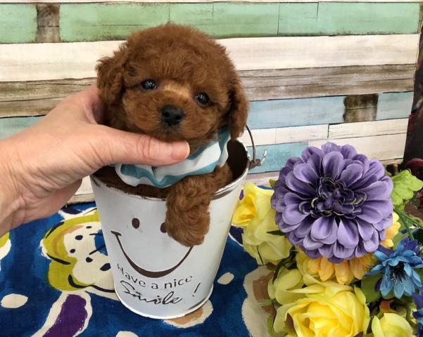 トイプードルティカッププードル