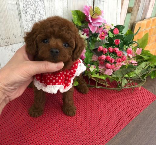 トイプードルタイニープードル