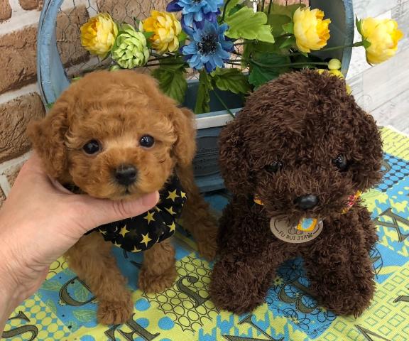 トイプードルタイニープードル