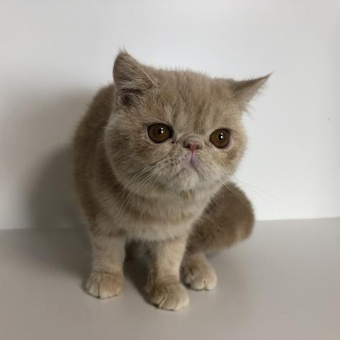 エキゾチックショートヘアー