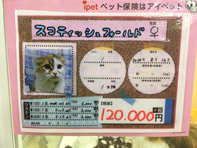 スコティッシュフォールド