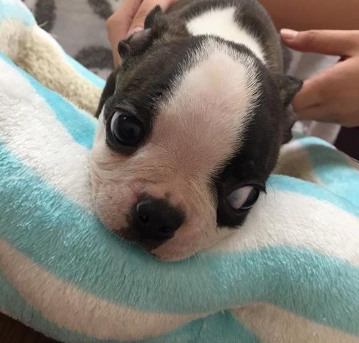 ボストンテリア