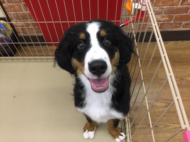 バーニーズマウンテンドッグ