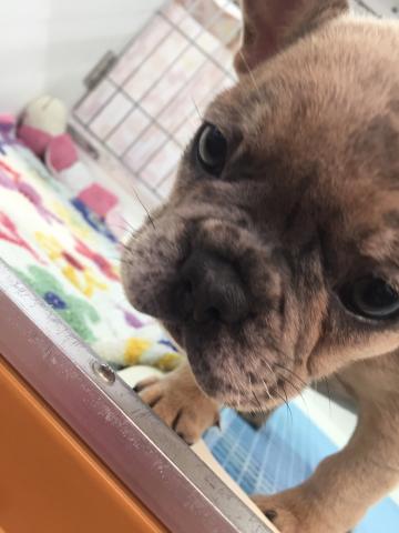 フレンチブルドッグ