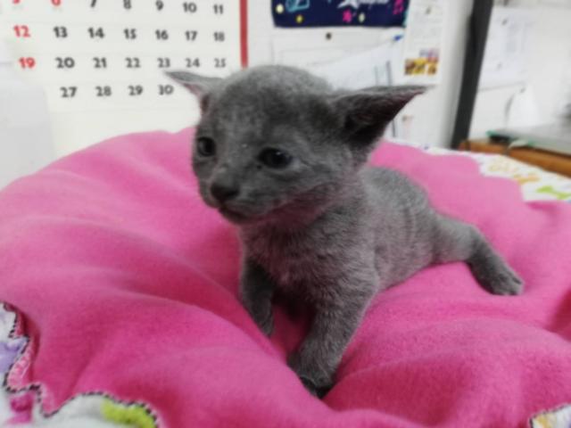 ロシアンブルー